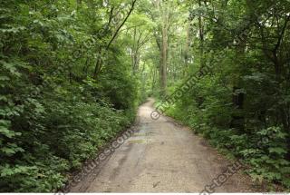 Photo Reference of Background Forest